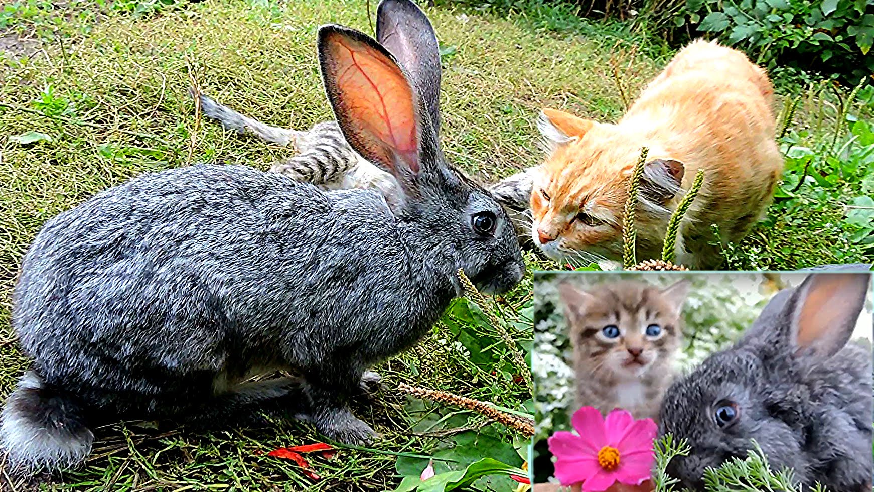 картинки котика баси и кролика питера
