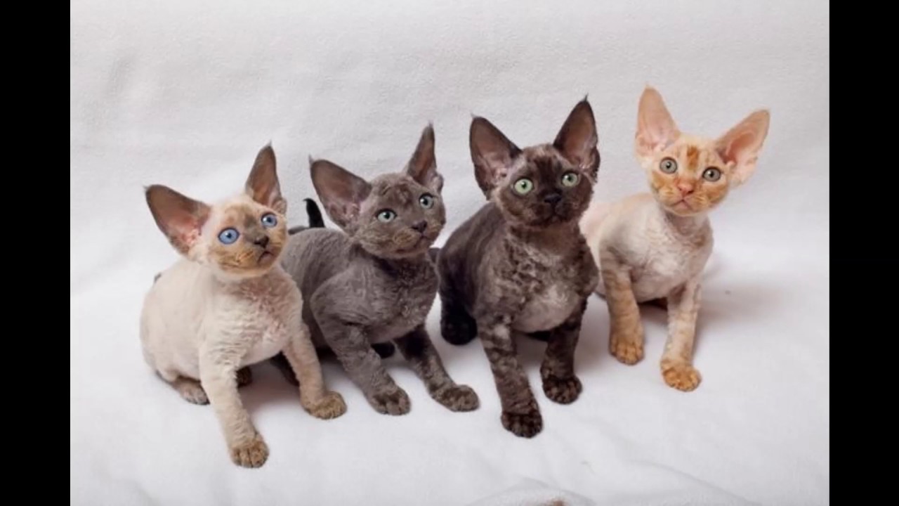 Devon Rex Cat and Kittens | History of the Devon Rex Cat Breed - Cute