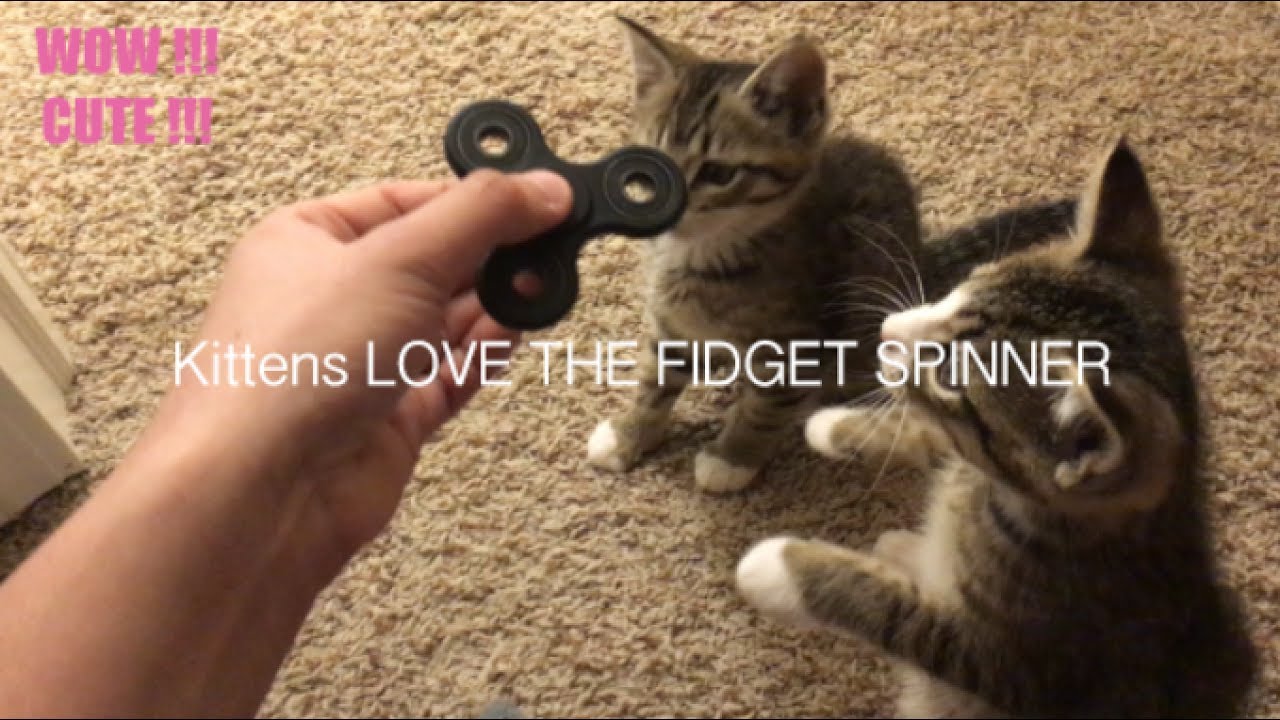Kittens Love Fidget Spinners! :O + First Reaction - Cute Kittens 
