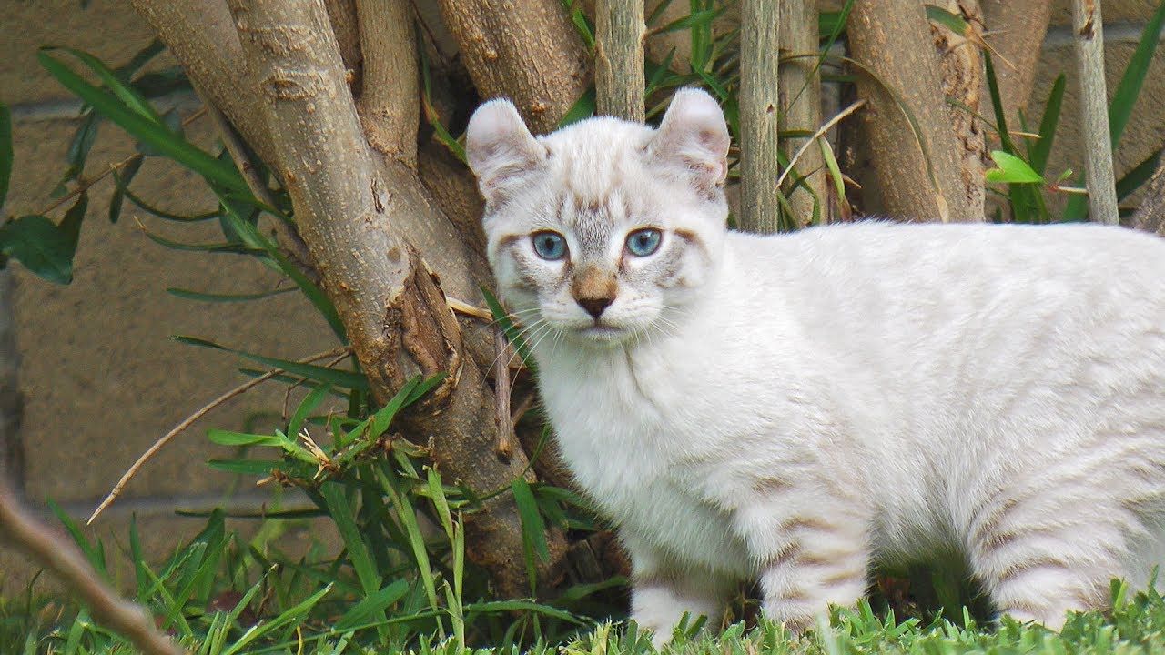 Lynx Hybrid - Exotic & Rare Big Cat Goliath Kittens 7 weeks old - Cute