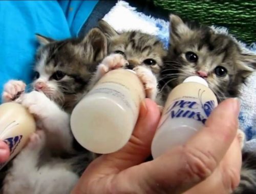 Baby Kittens Being Born Archives Cute Kittens Videos