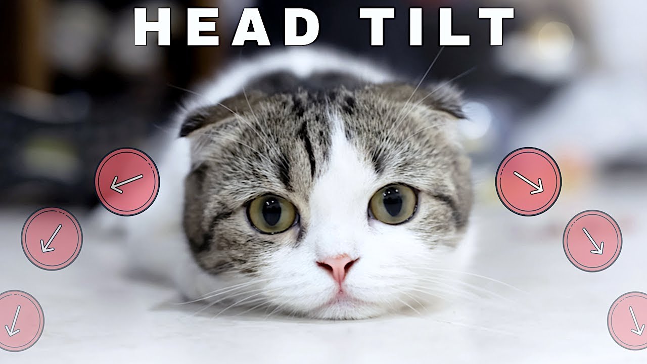 Download Sound That Makes Kittens Tilt Head Left & Right - Cute ...